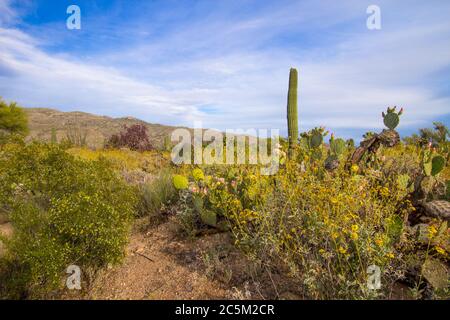 Desert Wildflower Landscape. Spring wildflowers on prickly pear cactus, Saguaros and brittlebush flowers in the Sonoran desert of Arizona. Stock Photo