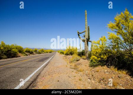 Scenic Desert Drive. Large Saguaro cactus on the roadside of a remote two lane Arizona highway in the American Stock Photo