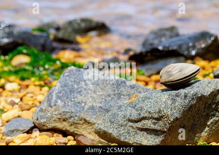 Clam lying on stone on the seashore. Sunny day. Soft focus. Stock Photo