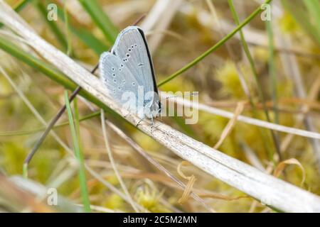 Small Blue (Cupido minimus) butterfly resting with wings closed on grass Stock Photo