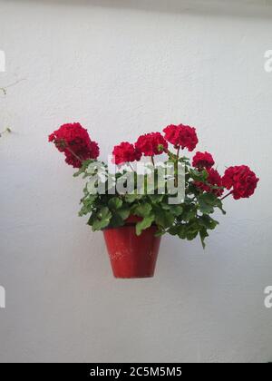 Single flowerpot on whitewashed Andalusian village wall with flowering geranium Stock Photo