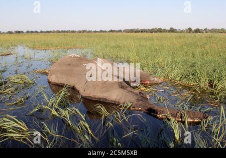 (200704) -- BEIJING, July 4, 2020 (Xinhua) -- Undated photo shows an elephant that died of unknown causes in Okavango Delta, Botswana. Botswana on Thursday dismissed reports by some western media suggesting that at least 356 dead elephants were found in its famed Okavango Delta, northwest of the southern African country. Kenneth Maselesele, acting permanent secretary in Botswana's ministry of environment, natural resources conversation and tourism, admitted in a statement that elephants are dying but not at a rate suggested by some western publications. 'Following the mysterious deaths of Stock Photo