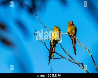 Regent Parrot (Polytelis anthopeplus). It is a slim yellow coloured parrot with a long, dusky tapering tail and back-swept wings. Stock Photo