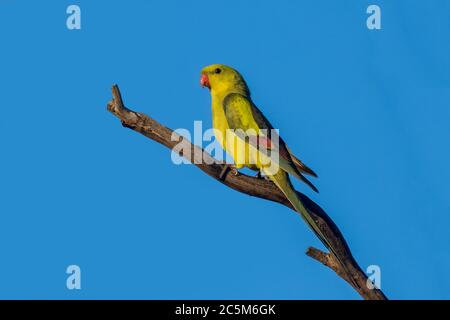 Regent Parrot (Polytelis anthopeplus). It is a slim yellow coloured parrot with a long, dusky tapering tail and back-swept wings. Stock Photo