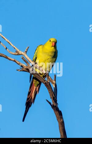 Regent Parrot (Polytelis anthopeplus). It is a slim yellow coloured parrot with a long, dusky tapering tail and back-swept wings. Stock Photo