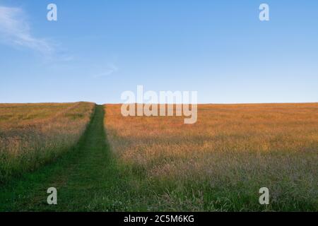 Grass hay meadow with a cut footpath opposite silbury hill at sunset. Avebury, Wiltshire, England Stock Photo