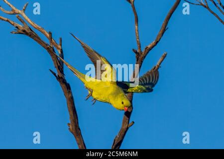 Regent Parrot (Polytelis anthopeplus). It is a slim yellow coloured parrot with a long, dusky tapering tail and back-swept wings. Stock Photo