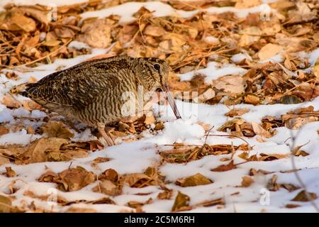 Camouflage bird woodcock. Brown dry leaves and white snow background. Bird: Eurasian Woodcock. Scolopax rusticola. Stock Photo