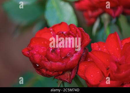close up of defocused rose flower background, on water drops Stock Photo