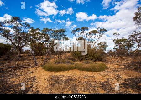 Trees and plants of typical Mallee scrub under a blue sky Stock Photo