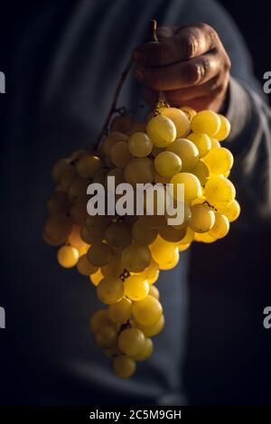 Man's hand holding a big bunch of ripe grapes. Delicious organic grapes in natural sunlight. Harvest time. Sweet and organic fruits Stock Photo