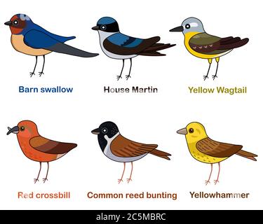 Cute bird vector illustration set, Swallow, Martin, Wagtail, Crossbill, Reed bunting, Yellowhammer, Colorful European bird cartoon collection Stock Vector