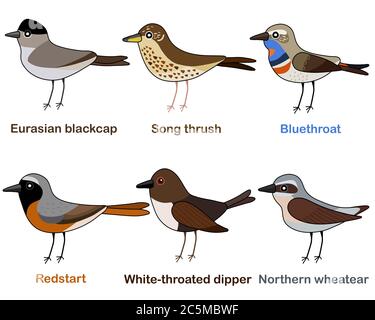 Cute bird vector illustration set, Blackcap, Thrush, Bluethroat, Redstart, Dipper, Wheatear, Colorful European bird cartoon collection Stock Vector