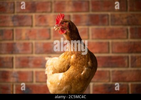 An egg laying free range Isa brown chicken with bricks in the back ground Stock Photo