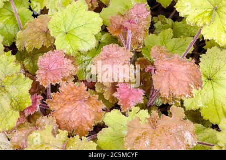 Heucheras Garden Heuchera "Kassandra" Heuchera Bright Foliage Leaves Plants Decorative Plant July Growing Stock Photo