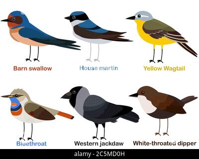 Cute bird vector illustration set, Barn swallow, House martin, Yellow Wagtail, Bluethroat, Western jackdaw, White throated dipper, Colorful European b Stock Vector