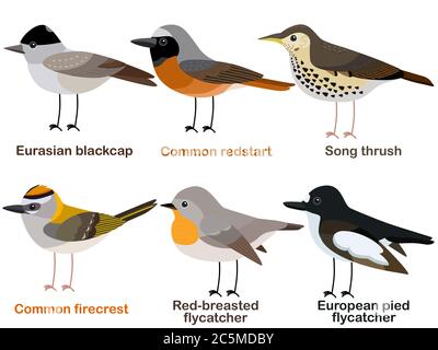 Cute bird vector illustration set, Blackcap, Redstart, Song thrush, Firecrest, Flycatcher, Colorful European bird cartoon collection Stock Vector