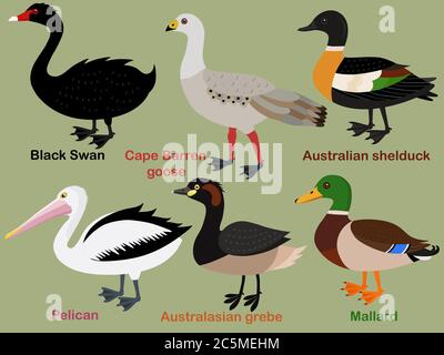Cute bird vector illustration set, Mallard, Grebe, Shelduck, Pelican, Swan, Cape Barren Goose. Colorful bird cartoon collection Stock Vector