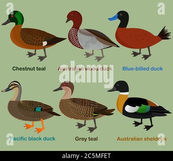 Cute duck aquatic bird vector illustration set, Chestnut teal, wood duck, blue-billed duck, Pacific black duck, Grey teal, shelduck, Colorful cartoon Stock Vector
