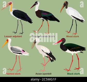 Cute bird vector illustration set, Painted stork, Black, Wood, Woolly-necked stork, Asian openbill, Lesser adjutant, Colorful bird cartoon collection Stock Vector