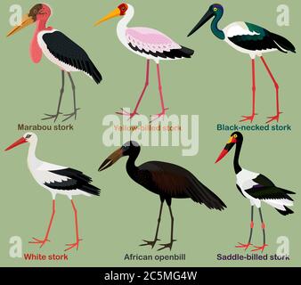 Cute wading bird vector illustration set, Black-necked stork, Yellow-billed, Saddle-billed, African openbill, Marabou, White stork, Colorful bird cart Stock Vector