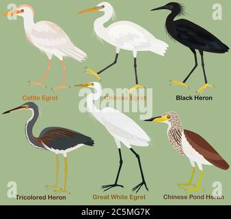 Cute wading bird vector illustration set, Tricolored, Black, Chinese pond heron. Chinese, Great White, Cattle egret, Colorful bird cartoon collection Stock Vector