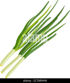 Green Onion. Vector icon illustration. Ripe vegetable bitter onion with green stem. Stock Vector