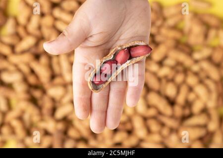 Peanuts in an asian girl's hand, top view. Unpeeled seeds Stock Photo