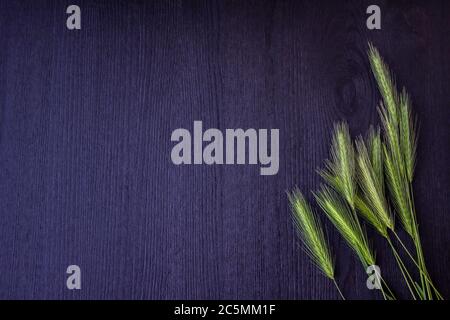 Green spikelets  on the dark wood background. Green spikelets  on wood table background. Top view with copy space for the design or text Stock Photo