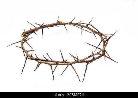 wreath thorn, crown of thorns, wreath thorns Stock Photo - Alamy