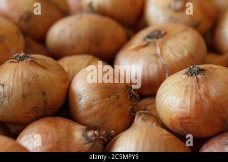 Onion bulbs collected in the garden, close-up. Stock Photo