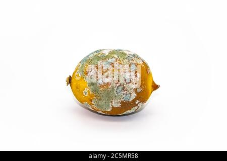 Spoiled lemon on a white background. The lemon is moldy and has begun to rot. The concept of design with a perished lemon. Stock Photo