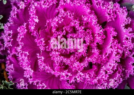 A full frame photograph looking down on the leaves of an ornamental cabbage plant Stock Photo
