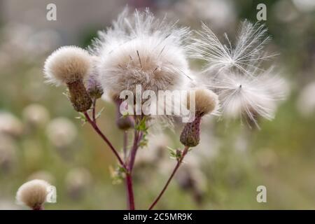 Thistle seed heads with a shallow depth of field Stock Photo