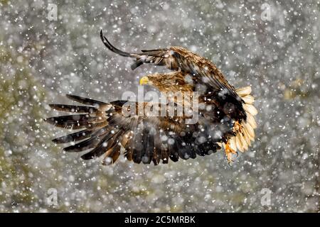 White-tailed eagle in heavy snowfall Stock Photo