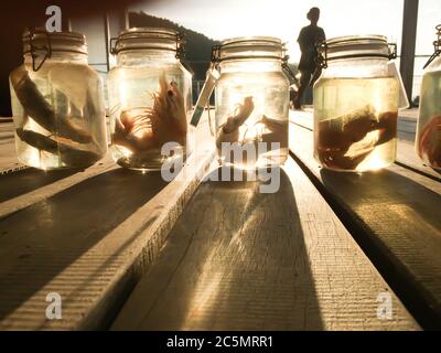 Specimen of sea fish preserved in glass jars at the open-air museum, jarred animals in a scientific collection of ichthyology museum. Thailand. Stock Photo