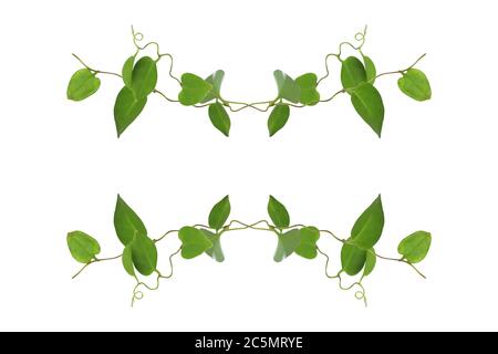 Twisted Jungle Vines Liana Plant Heart Shaped Green Leaves Isolated Stock  Photo by ©Nature_Design 385072508