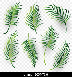 Palm leaves set on transparent background. Vector illustration Stock Vector