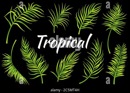 Tropical leaves set. Vector illustration Stock Vector
