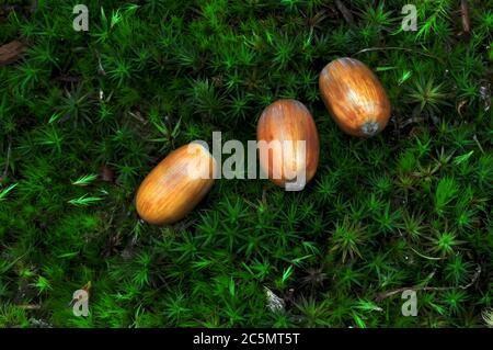 ripe pedunculate oak acorns on moss Stock Photo