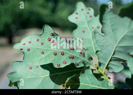 Oak Leaf Gall Midge (Polystepha pilulae) on the underside of an Oakleaf Stock Photo