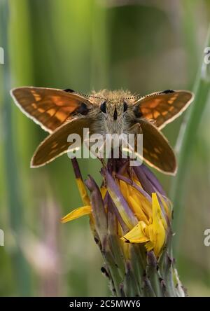 A Large Skipper resting in the evening sun on a Dandelion bud.... Stock Photo