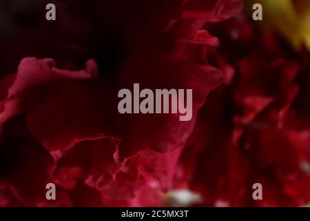 Abstract red and black background wallpaper. Beautiful abstract mixed colors display. Stock Photo