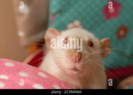 pretty curious pet rat close-up Stock Photo