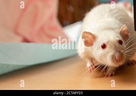 pretty curious white pet rat Stock Photo