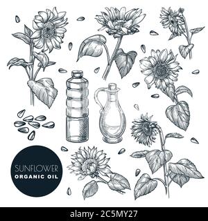 Sunflower flowers and oil bottles, sketch vector illustration. Hand drawn design elements, isolated on white background. Agricultural organic plant an Stock Vector