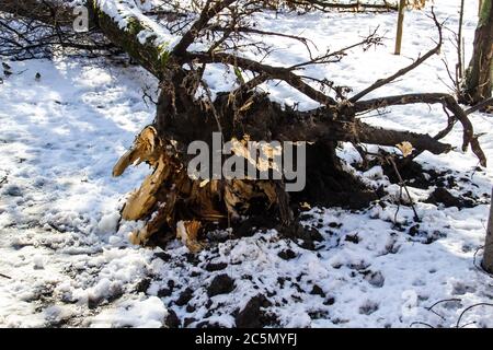 Roots of the old tree are torn out and stick out above the ground inthe winter. Strong wind destroys tree. Aftermath strong wind, hurricane: fallen, u Stock Photo