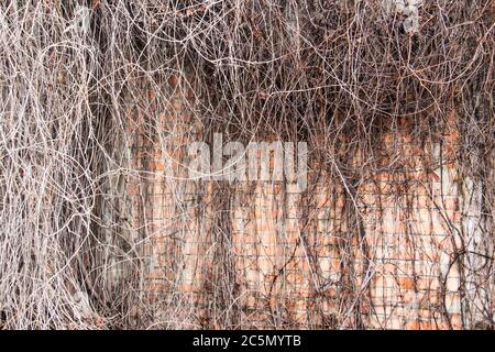 Brick wall with branches without leaves from wild grapes. Old red and white brick wall with branches of a dried vine with cracks close-up texture back Stock Photo