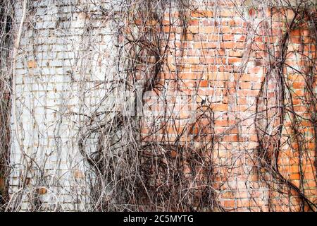 Brick wall with branches without leaves from wild grapes. Old red and white brick wall with branches of a dried vine with cracks close-up texture back Stock Photo