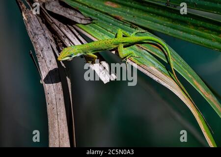 Green anole Stock Photo